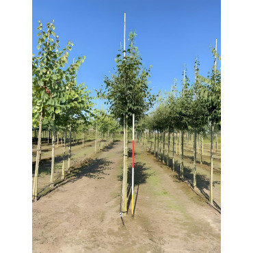 CELTIS australis Motte biodégradable tige hauteur du tronc 190-210 cm circonférence du tronc 16-18 cm