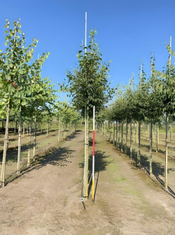 CELTIS australis Motte biodégradable tige hauteur du tronc 190-210 cm circonférence du tronc 16-18 cm