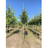 CELTIS australis Motte biodégradable tige hauteur du tronc 190-210 cm circonférence du tronc 16-18 cm