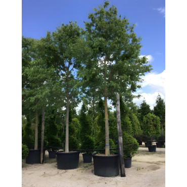 CELTIS australis