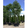 CELTIS australis