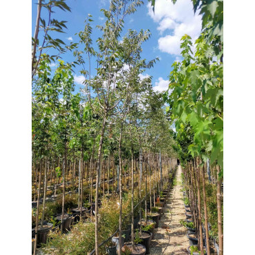 CELTIS australis En pot de 30-35 litres tige hauteur du tronc 190-210 cm circonférence du tronc 08-10 cm