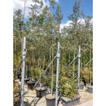 CELTIS australis En pot de 30-35 litres tige hauteur du tronc 190-210 cm circonférence du tronc 10-12 cm