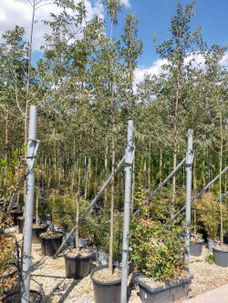 CELTIS australis En pot de 30-35 litres tige hauteur du tronc 190-210 cm circonférence du tronc 10-12 cm