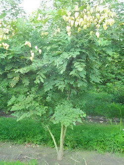 KOELREUTERIA paniculata Motte cépée 200-250 cm