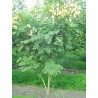 KOELREUTERIA paniculata Motte cépée 200-250 cm