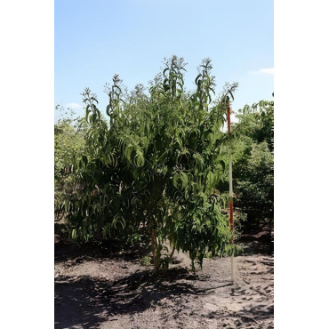Heptacodium miconioides Motte biodégradable cépée hauteur 200-250 cm