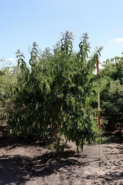 Heptacodium miconioides Motte biodégradable cépée hauteur 200-250 cm