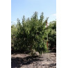 Heptacodium miconioides Motte biodégradable cépée hauteur 200-250 cm