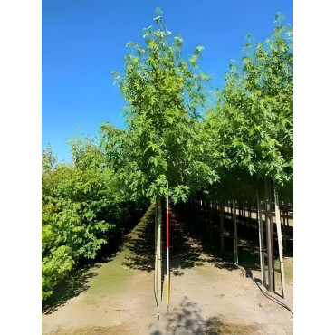 Liquidambar Styraciflua Worplesdon Motte biodégradable tige hauteur du tronc 190-210 cm circonférence du tronc 16-18 cm