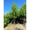 Liquidambar Styraciflua Worplesdon Motte biodégradable tige hauteur du tronc 190-210 cm circonférence du tronc 16-18 cm