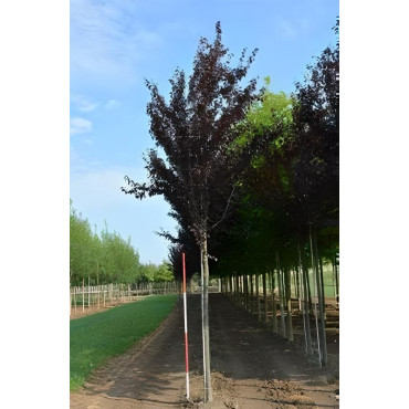PRUNS Cerasifera PISSARDII Motte tige hauteur du tronc 190-210 cm circonférence du tronc 16-18 cm