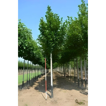 Magnolia Kobus Motte biodégradable tige hauteur du tronc 190-210 cm circonférence du tronc 18-20 cm