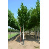 Magnolia Kobus Motte biodégradable tige hauteur du tronc 190-210 cm circonférence du tronc 18-20 cm