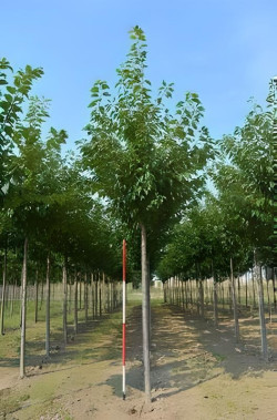 PRUNUS serrulata KANZAN Motte tige hauteur du tronc 190-210 cm circonférence du tronc 16-18 cm