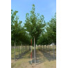PRUNUS serrulata KANZAN Motte tige hauteur du tronc 190-210 cm circonférence du tronc 16-18 cm