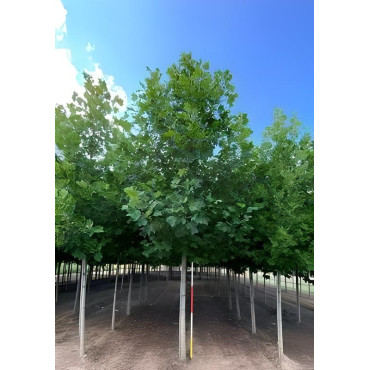 LIRIODENDRON tulipifera Motte tige hauteur du tronc 190-210 cm circonférence du tronc 18-20 cm