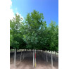 LIRIODENDRON tulipifera Motte tige hauteur du tronc 190-210 cm circonférence du tronc 18-20 cm
