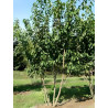 PRUNUS serrulata KANZAN Motte cépée hauteur 250-300 cm