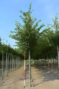 PRUNUS ACCOLADE Motte tige hauteur du tronc 190-210 cm circonférence du tronc 18-20 cm