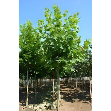 PLATANUS acerifolia Motte tige hauteur du tronc 190-210 cm circonférence du tronc 20-25 cm