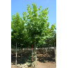PLATANUS acerifolia Motte tige hauteur du tronc 190-210 cm circonférence du tronc 20-25 cm