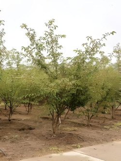 PRUNUS ACCOLADE Motte cépée hauteur 250-300 cm