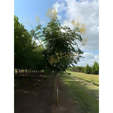 KOELREUTERIA paniculata Motte tige hauteur du tronc 190-210 cm circonférence du tronc 16-18 cm