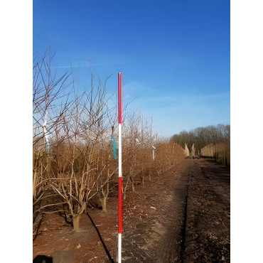 LIQUIDAMBAR styraciflua Motte cépée hauteur 250-300 cm