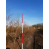 LIQUIDAMBAR styraciflua Motte cépée hauteur 250-300 cm