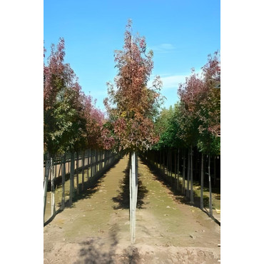 LIQUIDAMBAR styraciflua Motte tige hauteur du tronc 190-210 cm circonférence du tronc 16-18 cm