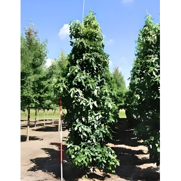 Liquidambar Styraciflua Slender Silhouette Motte tige branchue de la base circonférence du tronc 14-16 cm