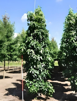 Liquidambar Styraciflua Slender Silhouette Motte tige branchue de la base circonférence du tronc 14-16 cm