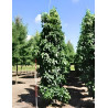 Liquidambar Styraciflua Slender Silhouette Motte tige branchue de la base circonférence du tronc 14-16 cm