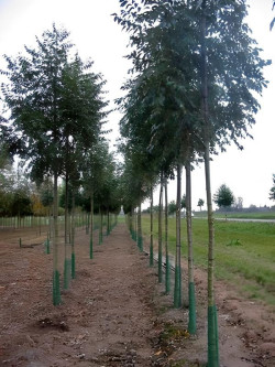 FRAXINUS excelsior Motte tige hauteur du tronc 190-210 cm circonférence du tronc 18-20 cm