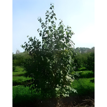 Cercidiphyllum japonicum Motte cépée hauteur 200-250 cm