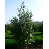 Cercidiphyllum japonicum Motte cépée hauteur 200-250 cm