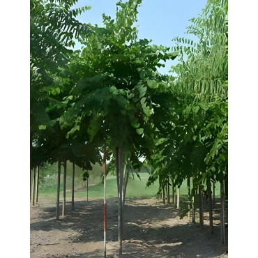 Cercis siliquastrum Motte tige hauteur du tronc 190-210 cm circonférence du tronc 16-18 cm