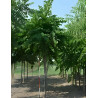 Cercis siliquastrum Motte tige hauteur du tronc 190-210 cm circonférence du tronc 16-18 cm