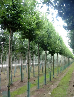 PYRUS calleryana CHANTICLEER Motte tige hauteur du tronc 190-210 cm circonférence du tronc 18-20 cm