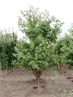 PRUNUS avium PLENA Motte cépée hauteur 250-300 cm