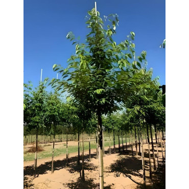 PRUNUS avium PLENA Motte tige hauteur du tronc 190-210 cm circonférence du tronc 18-20 cm