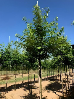 PRUNUS avium PLENA Motte tige hauteur du tronc 190-210 cm circonférence du tronc 18-20 cm