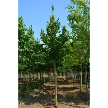 CORYLUS colurna Motte tige hauteur du tronc 190-210 cm circonférence du tronc 18-20 cm