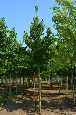 CORYLUS colurna Motte tige hauteur du tronc 190-210 cm circonférence du tronc 18-20 cm