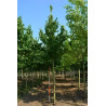 CORYLUS colurna Motte tige hauteur du tronc 190-210 cm circonférence du tronc 18-20 cm