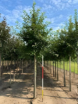 MALUS perpetu EVERESTE Motte tige hauteur du tronc 190-210 cm circonférence du tronc 18-20 cm