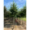 MALUS perpetu EVERESTE Motte tige hauteur du tronc 190-210 cm circonférence du tronc 18-20 cm