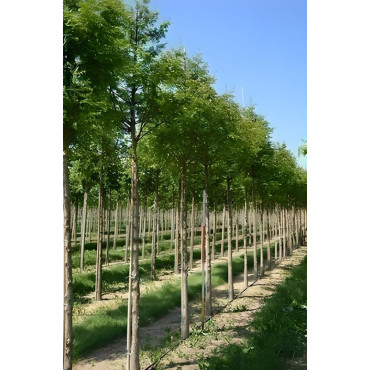 METASEQUOIA glyptostroboides Motte tige hauteur du tronc 190-210 cm circonférence du tronc 14-16 cm