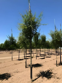 CRATAEGUS laevigata PAUL'S SCARLET Motte tige hauteur du tronc 190-210 cm circonférence du tronc 14-16 cm
